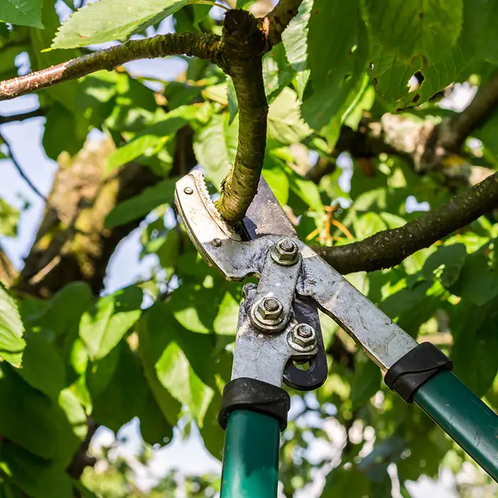 shears being used to trim tree branch