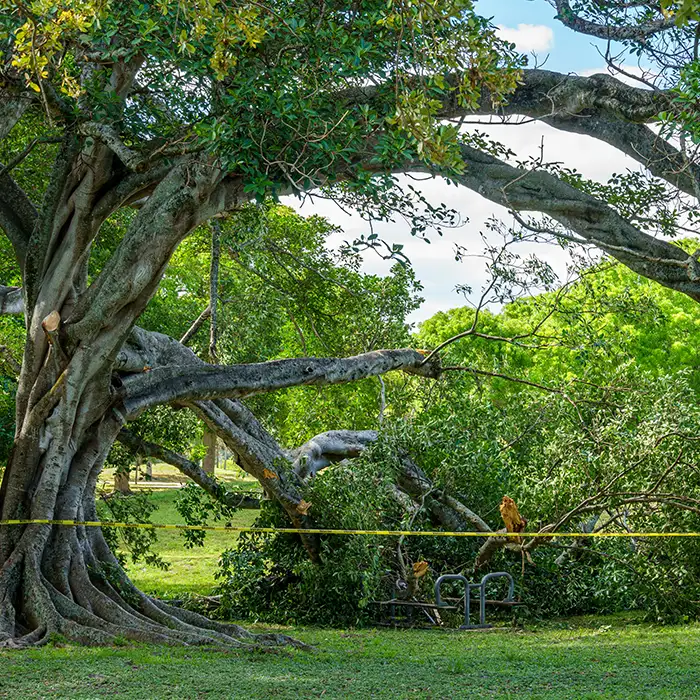 JRRodriguezTreeService-1222818654