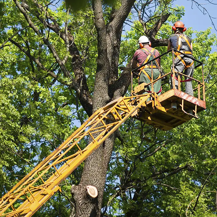 JRRodriguezTreeService-1248754075