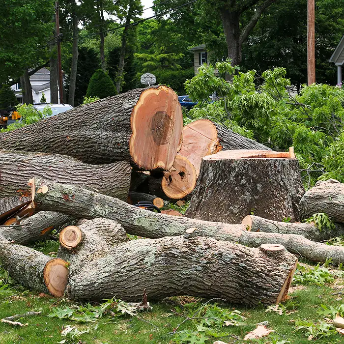 JRRodriguezTreeService-1415062109