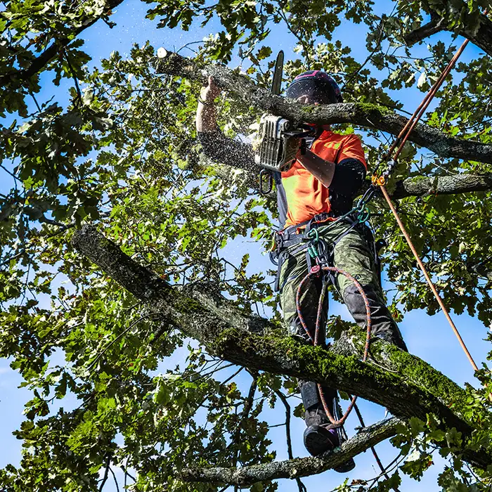 JRRodriguezTreeService-2244227468