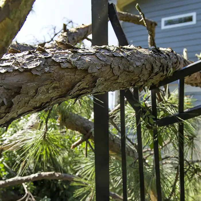 JRRodriguezTreeService-986015110
